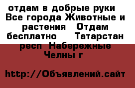 отдам в добрые руки - Все города Животные и растения » Отдам бесплатно   . Татарстан респ.,Набережные Челны г.